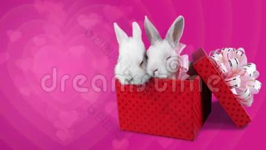 可爱的一对白兔，戴着粉红色的蝴蝶结，坐在礼品盒里